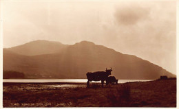 Scotland Argyllshire - Head Of LOCH LONG - Argyllshire