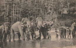 CARTE POSTALE ORIGINALE ANCIENNE : COLOMBO TEMPLE ELEPHANTS A KATUGASTOTA  SRI LANKA - Sri Lanka (Ceilán)