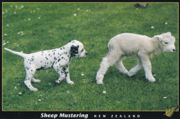 Dalmatian Dog Puppy & Sheep - Chien - Cane - Hund - Hond - Perro - Sheep Mustering - New Zealand - Honden