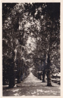 ALGER - Le Jardin D'essai - Allée Des Platanes - Alger