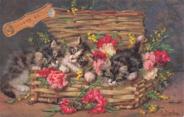 Carte Postale CHATS - Cats