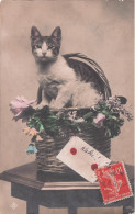 Carte Postale CHAT - Cats