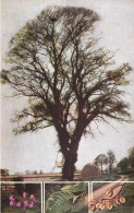 TREES, MULTIPLE VIEWS, THE ELM, ULMUS CAMPESTRIS, ULMUS MONTANA, WYCH ELM, ENGLAND, LEAVES, UNITED KINGDOM, POSTCARD - Árboles