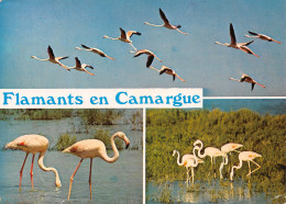 13-EN CAMARGUE-N°T2712-B/0177 - Autres & Non Classés