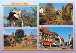 68-MUNSTER-N°T2715-B/0081 - Munster