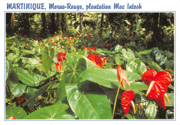 972-MARTINIQUE MORNE ROUGE PLANTATION MAC INTOSH-N°T2716-D/0157 - Sonstige & Ohne Zuordnung