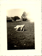 Photographie Photo Vintage Snapshot Amateur Chien Dog  - Autres & Non Classés