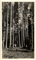 Photographie Photo Vintage Snapshot Amateur Arbre Forêt Lucerne  - Places