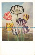R643812 Victoria And Albert Museum. Tulips. Herbert Reiach. R. J. Thornton. The - World