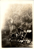 Photographie Photo Vintage Snapshot Amateur Arbre Groupe - Personnes Anonymes