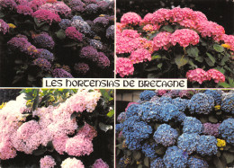 29-BRETAGNE HORTENSIAS-N°T2725-D/0271 - Autres & Non Classés