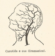 Carotide E Sue Diramazioni - 1924 Xilografia - Vintage Engraving - Gravure - Prints & Engravings