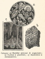 Calcare - 1924 Xilografia D'epoca - Vintage Engraving - Gravure - Prints & Engravings