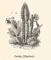 Cactus - 1924 Xilografia D'epoca - Vintage Engraving - Gravure - Prints & Engravings