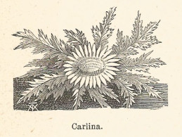 Carlina - 1924 Xilografia D'epoca - Vintage Engraving - Gravure - Prints & Engravings