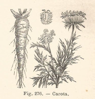 Carota - 1924 Xilografia D'epoca - Vintage Engraving - Gravure - Prints & Engravings