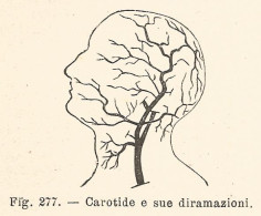 Carotide E Sue Diramazioni - 1924 Xilografia - Vintage Engraving - Gravure - Prints & Engravings