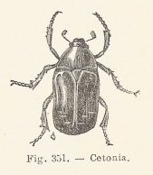 Cetonia - 1924 Xilografia D'epoca - Vintage Engraving - Gravure - Prints & Engravings