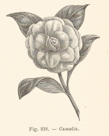 Camelia - 1924 Xilografia D'epoca - Vintage Engraving - Gravure  - Prints & Engravings