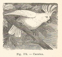 Cacatua - 1924 Xilografia D'epoca - Vintage Engraving - Gravure  - Prints & Engravings