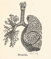 Bronchi - 1924 Xilografia D'epoca - Vintage Engraving - Gravure - Prints & Engravings