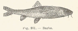 Barbo - 1924 Xilografia D'epoca - Vintage Engraving - Gravure - Prints & Engravings