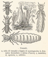 Termiti - 1930 Xilografia D'epoca - Vintage Engraving - Gravure - Estampas & Grabados