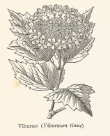 Viburno - Viburnum Tinus - 1931 Xilografia - Vintage Engraving - Gravure - Estampas & Grabados