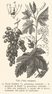 Vite - Vitis Vinifera - 1931 Xilografia - Vintage Engraving - Gravure - Estampas & Grabados