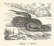 Vipera Berus - 1931 Xilografia D'epoca - Vintage Engraving - Gravure - Estampas & Grabados