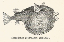 Tetrodonte - Tetraodon Hispidus - 1930 Xilografia - Engraving - Gravure - Estampas & Grabados