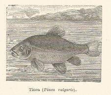 Tinca Vulgaris - 1930 Xilografia D'epoca - Vintage Engraving - Gravure - Estampas & Grabados