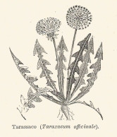 Tarassaco - Taraxacum Officinale - 1930 Xilografia - Engraving - Gravure - Estampas & Grabados