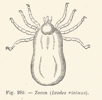 Zecca - Ixodes Ricinus - 1930 Xilografia - Vintage Engraving - Gravure - Estampas & Grabados