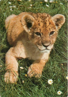 Animaux - Fauves - Lion - Woburn Wild Animal Kingdom - Woburn Park - Bedfordshire - Lionceau - Zoo - CPM - Etat Léger Pl - Lions