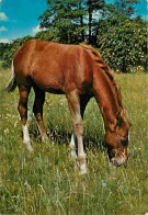 Animaux - Chevaux - Chevaux En Pature - Flamme Postale - CPM - Voir Scans Recto-Verso - Pferde