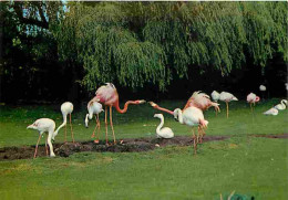 Animaux - Oiseaux - Flamants Roses - CPM - Voir Scans Recto-Verso - Oiseaux