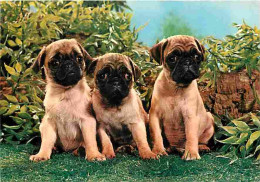 Animaux - Chiens - CPM - Voir Scans Recto-Verso - Chiens