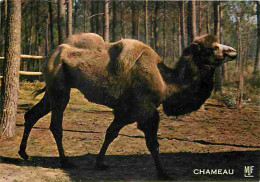 Animaux - Dromadaires - Chameaux - CPM - Voir Scans Recto-Verso - Autres & Non Classés