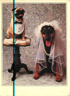 Chiens - CPM - Voir Scans Recto-Verso - Honden