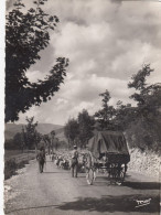 LA TRANSHUMANCE (Provence) - Veeteelt