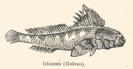 Ghiozzo - Gobius - 1927 Xilografia D'epoca - Vintage Engraving - Gravure - Stiche & Gravuren