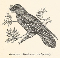 Guaciaro - Steatornis Caripensis - 1927 Xilografia - Engraving - Gravure - Prenten & Gravure