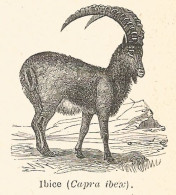 Ibice - Capra Ibex - 1927 Xilografia - Vintage Engraving - Gravure - Stampe & Incisioni