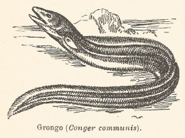 Grongo - Conger Communis - 1927 Xilografia - Vintage Engraving - Gravure - Prints & Engravings
