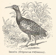 Inambu - Cripturus Rufescens - 1927 Xilografia - Old Engraving - Gravure - Stampe & Incisioni