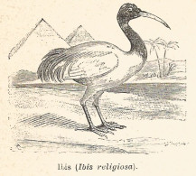 Ibis - Ibis Religiosa - 1927 Xilografia - Vintage Engraving - Gravure - Estampes & Gravures