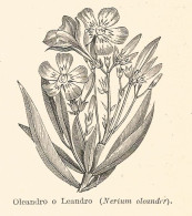 Oleandro - Nerium Oleander - 1929 Xilografia - Vintage Engraving - Gravure - Stampe & Incisioni