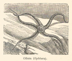 Ofiura - Ophiura - 1929 Xilografia D'epoca - Vintage Engraving - Gravure - Prenten & Gravure