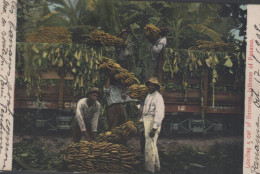 Panamá Cargando Bananas.Editor Maduro - Panama